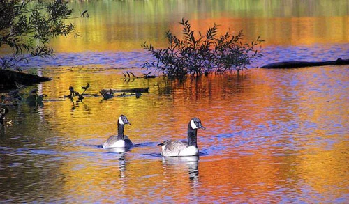 Vàng rực sắc thu