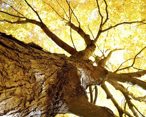 Vàng rực sắc thu