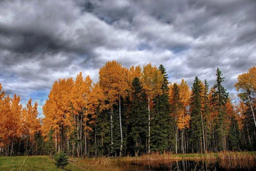 Vàng rực sắc thu