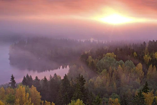 Vàng rực sắc thu