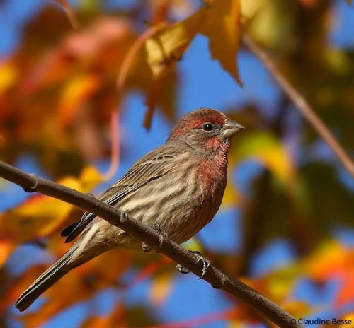 Vàng rực sắc thu