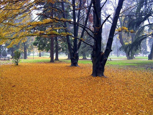 Vàng rực sắc thu