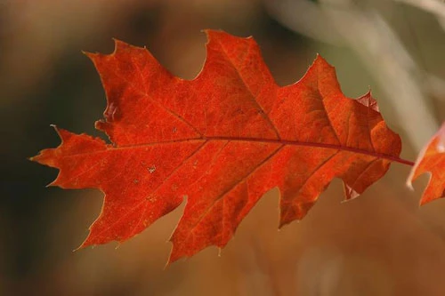 Vàng rực sắc thu