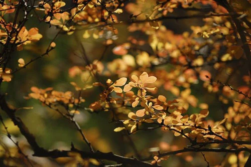 Vàng rực sắc thu