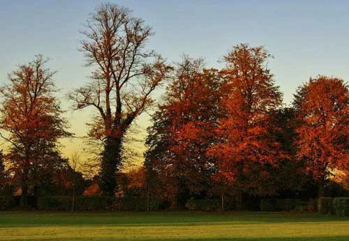 Vàng rực sắc thu