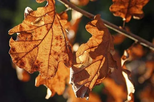 Vàng rực sắc thu