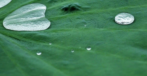 Sáng sớm thức dậy mua sen Hà Thành ảnh 9