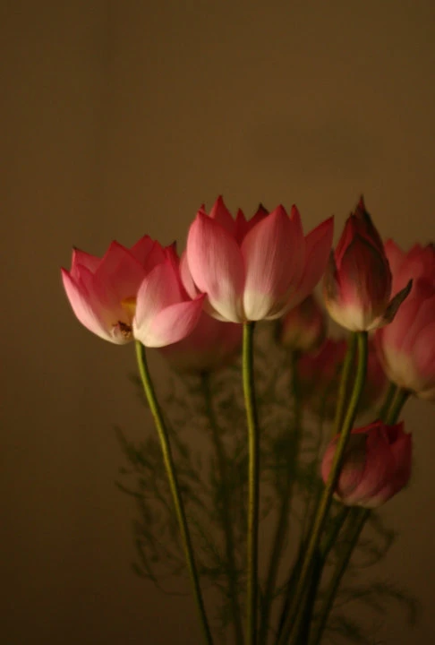 Sáng sớm thức dậy mua sen Hà Thành ảnh 15