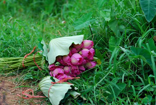 Sáng sớm thức dậy mua sen Hà Thành ảnh 7