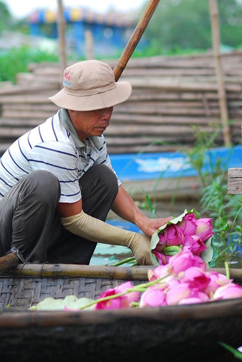 Sáng sớm thức dậy mua sen Hà Thành ảnh 5 Sáng sớm thức dậy mua sen Hà Thành ảnh 5
