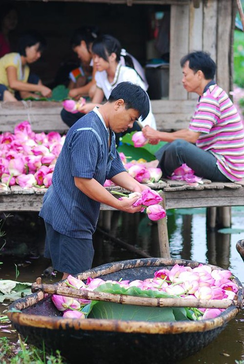 Sáng sớm thức dậy mua sen Hà Thành ảnh 4 Sáng sớm thức dậy mua sen Hà Thành ảnh 4