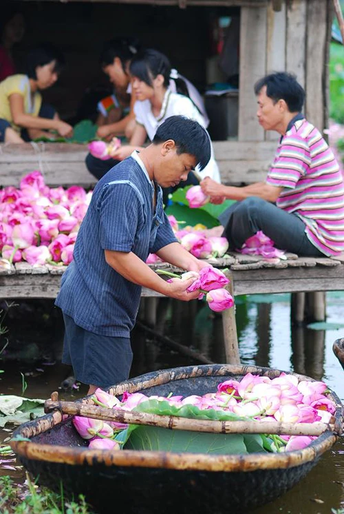 Sáng sớm thức dậy mua sen Hà Thành ảnh 4