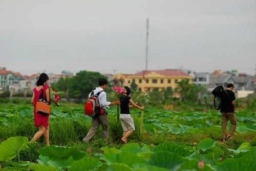 Sáng sớm thức dậy mua sen Hà Thành ảnh 3