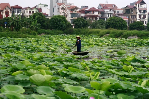 Sáng sớm thức dậy mua sen Hà Thành ảnh 11