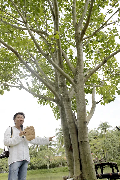 Sỹ Hoàng "khoe" một cây bồ đề mà anh tự trồng được. Đây vốn là cây bồ đề bonsai trồng trong chậu nhưng đã được anh trồng thành công ngoài đất vườn.