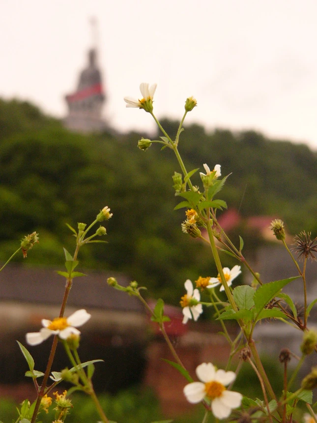 Đêm qua mưa to, sáng ra đất trời Phật Tích sũng nước, bóng Phật nhoà trong cây cỏ (*)