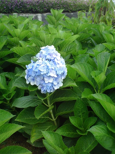 Bà Nà trong sương ảnh 3