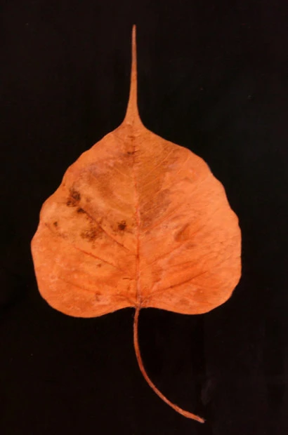 Những chiếc lá Bồ đề được bảo quản rất kỹ lưỡng, tránh bị hỏng theo thời gian. Ảnh: TM.