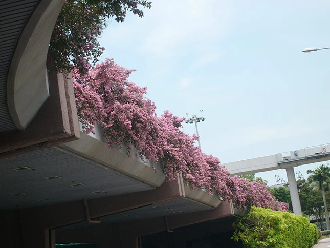 Nét đẹp hiện đại của Singapore ảnh 4