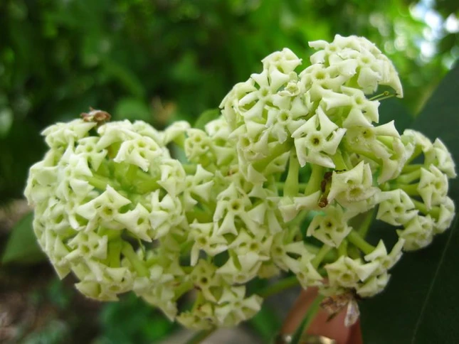 Một chút nồng nàn hoa sữa ảnh 2