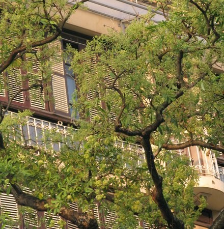 Một chút nồng nàn hoa sữa ảnh 3