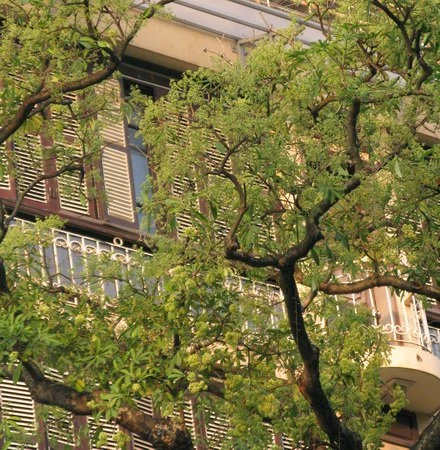 Một chút nồng nàn hoa sữa ảnh 3