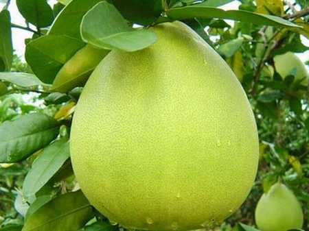 Tác dụng không ngờ của vỏ hoa quả ảnh 4