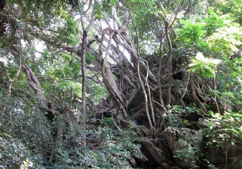 Lối vào chùa rợp bóng hàng nhãn Đôi rồng đá chạm khắc tinh xảo trong sân chùa Khu tam quan chùa Bà Đanh Kiến trúc gỗ tinh xảo trong chùa Cảnh đẹp của bãi đá cổ phía sau đền trình. Nhiều du khách đã đến chùa nhưng chưa khám phá nơi đây Cây đào tiên (sau bức phù điêu) trăm tuổi trĩu quả trong khuôn viên chùa Bà Đanh