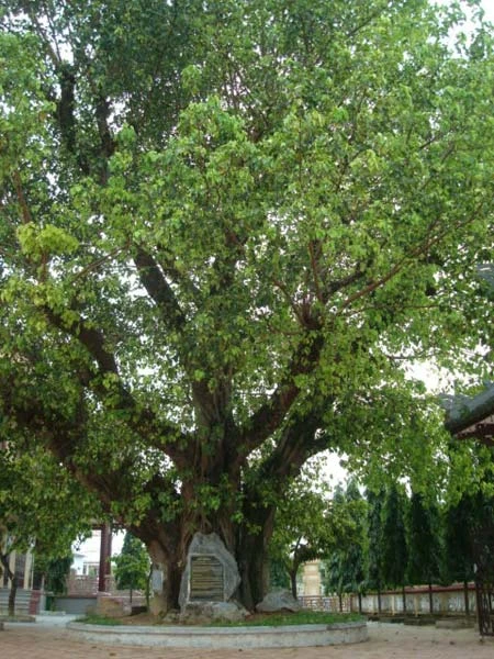 Cây bồ đề rợp bóng trong chùa Từ Đàm
