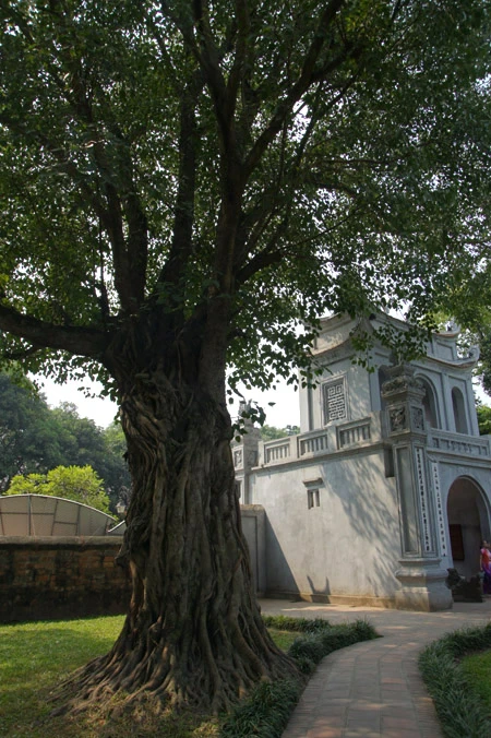 Ở Hà Nội, có rất nhiều cây bồ đề được mang đến từ đất Phật. Được biết đến nhiều nhất trong số đó là cây bồ đề phía sau chùa Một Cột Cây bồ đề được tách từ cội cây nơi Phật Thích Ca đắc đạo, do Tổng thống Rajendra Prasad tặng Chủ tịch Hồ Chí Minh nhân dịp Người sang thăm Ấn Độ năm 1958. Cây bồ đề đã được Người đem trồng trong sân chùa Một Cột và nay đã có vóc dáng rất cao lớn Một cây bồ đề khác cũng có nguồn gốc từ Ấn Độ là cây bồ đề trong sân chùa Trấn Quốc. Cây bồ đề này là quà của Tổng thống Ấn Độ Prasad tặng trong chuyến thăm Việt Nam năm 1959 Cây bồ đề này còn được gọi là “cây ngoại giao” vì đây là cây được Tổng thống Ấn Độ trồng để đáp lễ việc Bác Hồ đã trồng tặng Ấn Độ một cây đại (cũng là cây nhà Phật) trong chuyến thăm Ấn Độ trước đó. Hai bên tam quan của Văn Miếu - Quốc Tử Giám cũng có hai cây bồ đề cổ thụ. Không rõ cây được trồng từ bao giờ, nhưng dựa vào kích thước bộ rễ thì có lẽ cây đã có tuổi đời cả thế kỷ Một trong hai cây có bộ rễ rất lớn và dáng dấp kỳ lạ Chu vi của thân cây này khiến nhiều người ôm không xuể. Cây bồ đề phía trước đình An Thái - nơi thờ ông bà Võ Phục, một đôi vợ chồng già đã bỏ mình vì nước dưới triều Lý Nhân Tông cũng khá nổi tiếng Thời xưa, cây bồ đề này là điểm họp chợ truyền thống vào mỗi phiên chợ trâu bò cuối năm của chợ Bưởi. Ngày nay, cây bồ đề vẫn nằm bên cạnh chợ Bưởi Hà Nội còn có một cây bồ đề được cho là rất thiêng, nằm trên đường 19-12. Ngày toàn quốc kháng chiến, nơi đây trở thành khu mộ tập thể của các nạn nhân chết trong khu vực Hàng Bông - Cửa Nam. Từ đó đến nay, dưới cây bồ đề luôn có một bàn thờ nhỏ tưởng nhớ đến những nạn nhân của chiến tranh năm xưa Rất đáng buồn là cách đây ít ngày, cây bồ đề này đã bị một công ty xây dựng bứng bỏ. Trước sức ép của dư luận, công ty này đã phải trồng lại cây bồ đề ở vị trí cũ Tuy nhiên, với những tổn thương rất lớn (ngọn bị cưa cụt, trên thân có một vết cưa gần đứt ngang, rễ cây bị cắt trụi...), khả năng tồn tại của cây đang bị đe dọa