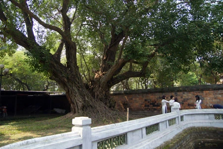 Ở Hà Nội, có rất nhiều cây bồ đề được mang đến từ đất Phật. Được biết đến nhiều nhất trong số đó là cây bồ đề phía sau chùa Một Cột Cây bồ đề được tách từ cội cây nơi Phật Thích Ca đắc đạo, do Tổng thống Rajendra Prasad tặng Chủ tịch Hồ Chí Minh nhân dịp Người sang thăm Ấn Độ năm 1958. Cây bồ đề đã được Người đem trồng trong sân chùa Một Cột và nay đã có vóc dáng rất cao lớn Một cây bồ đề khác cũng có nguồn gốc từ Ấn Độ là cây bồ đề trong sân chùa Trấn Quốc. Cây bồ đề này là quà của Tổng thống Ấn Độ Prasad tặng trong chuyến thăm Việt Nam năm 1959 Cây bồ đề này còn được gọi là “cây ngoại giao” vì đây là cây được Tổng thống Ấn Độ trồng để đáp lễ việc Bác Hồ đã trồng tặng Ấn Độ một cây đại (cũng là cây nhà Phật) trong chuyến thăm Ấn Độ trước đó. Hai bên tam quan của Văn Miếu - Quốc Tử Giám cũng có hai cây bồ đề cổ thụ. Không rõ cây được trồng từ bao giờ, nhưng dựa vào kích thước bộ rễ thì có lẽ cây đã có tuổi đời cả thế kỷ Một trong hai cây có bộ rễ rất lớn và dáng dấp kỳ lạ Chu vi của thân cây này khiến nhiều người ôm không xuể. Cây bồ đề phía trước đình An Thái - nơi thờ ông bà Võ Phục, một đôi vợ chồng già đã bỏ mình vì nước dưới triều Lý Nhân Tông cũng khá nổi tiếng Thời xưa, cây bồ đề này là điểm họp chợ truyền thống vào mỗi phiên chợ trâu bò cuối năm của chợ Bưởi. Ngày nay, cây bồ đề vẫn nằm bên cạnh chợ Bưởi Hà Nội còn có một cây bồ đề được cho là rất thiêng, nằm trên đường 19-12. Ngày toàn quốc kháng chiến, nơi đây trở thành khu mộ tập thể của các nạn nhân chết trong khu vực Hàng Bông - Cửa Nam. Từ đó đến nay, dưới cây bồ đề luôn có một bàn thờ nhỏ tưởng nhớ đến những nạn nhân của chiến tranh năm xưa Rất đáng buồn là cách đây ít ngày, cây bồ đề này đã bị một công ty xây dựng bứng bỏ. Trước sức ép của dư luận, công ty này đã phải trồng lại cây bồ đề ở vị trí cũ Tuy nhiên, với những tổn thương rất lớn (ngọn bị cưa cụt, trên thân có một vết cưa gần đứt ngang, rễ cây bị cắt trụi...), khả năng tồn tại của cây đang bị đe dọa