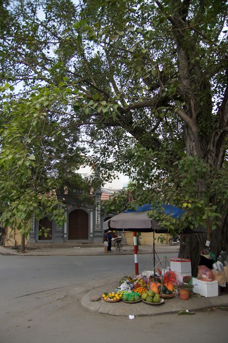 Ở Hà Nội, có rất nhiều cây bồ đề được mang đến từ đất Phật. Được biết đến nhiều nhất trong số đó là cây bồ đề phía sau chùa Một Cột Cây bồ đề được tách từ cội cây nơi Phật Thích Ca đắc đạo, do Tổng thống Rajendra Prasad tặng Chủ tịch Hồ Chí Minh nhân dịp Người sang thăm Ấn Độ năm 1958. Cây bồ đề đã được Người đem trồng trong sân chùa Một Cột và nay đã có vóc dáng rất cao lớn Một cây bồ đề khác cũng có nguồn gốc từ Ấn Độ là cây bồ đề trong sân chùa Trấn Quốc. Cây bồ đề này là quà của Tổng thống Ấn Độ Prasad tặng trong chuyến thăm Việt Nam năm 1959 Cây bồ đề này còn được gọi là “cây ngoại giao” vì đây là cây được Tổng thống Ấn Độ trồng để đáp lễ việc Bác Hồ đã trồng tặng Ấn Độ một cây đại (cũng là cây nhà Phật) trong chuyến thăm Ấn Độ trước đó. Hai bên tam quan của Văn Miếu - Quốc Tử Giám cũng có hai cây bồ đề cổ thụ. Không rõ cây được trồng từ bao giờ, nhưng dựa vào kích thước bộ rễ thì có lẽ cây đã có tuổi đời cả thế kỷ Một trong hai cây có bộ rễ rất lớn và dáng dấp kỳ lạ Chu vi của thân cây này khiến nhiều người ôm không xuể. Cây bồ đề phía trước đình An Thái - nơi thờ ông bà Võ Phục, một đôi vợ chồng già đã bỏ mình vì nước dưới triều Lý Nhân Tông cũng khá nổi tiếng Thời xưa, cây bồ đề này là điểm họp chợ truyền thống vào mỗi phiên chợ trâu bò cuối năm của chợ Bưởi. Ngày nay, cây bồ đề vẫn nằm bên cạnh chợ Bưởi Hà Nội còn có một cây bồ đề được cho là rất thiêng, nằm trên đường 19-12. Ngày toàn quốc kháng chiến, nơi đây trở thành khu mộ tập thể của các nạn nhân chết trong khu vực Hàng Bông - Cửa Nam. Từ đó đến nay, dưới cây bồ đề luôn có một bàn thờ nhỏ tưởng nhớ đến những nạn nhân của chiến tranh năm xưa Rất đáng buồn là cách đây ít ngày, cây bồ đề này đã bị một công ty xây dựng bứng bỏ. Trước sức ép của dư luận, công ty này đã phải trồng lại cây bồ đề ở vị trí cũ Tuy nhiên, với những tổn thương rất lớn (ngọn bị cưa cụt, trên thân có một vết cưa gần đứt ngang, rễ cây bị cắt trụi...), khả năng tồn tại của cây đang bị đe dọa Ở Hà Nội, có rất nhiều cây bồ đề được mang đến từ đất Phật. Được biết đến nhiều nhất trong số đó là cây bồ đề phía sau chùa Một Cột Cây bồ đề được tách từ cội cây nơi Phật Thích Ca đắc đạo, do Tổng thống Rajendra Prasad tặng Chủ tịch Hồ Chí Minh nhân dịp Người sang thăm Ấn Độ năm 1958. Cây bồ đề đã được Người đem trồng trong sân chùa Một Cột và nay đã có vóc dáng rất cao lớn Một cây bồ đề khác cũng có nguồn gốc từ Ấn Độ là cây bồ đề trong sân chùa Trấn Quốc. Cây bồ đề này là quà của Tổng thống Ấn Độ Prasad tặng trong chuyến thăm Việt Nam năm 1959 Cây bồ đề này còn được gọi là “cây ngoại giao” vì đây là cây được Tổng thống Ấn Độ trồng để đáp lễ việc Bác Hồ đã trồng tặng Ấn Độ một cây đại (cũng là cây nhà Phật) trong chuyến thăm Ấn Độ trước đó. Hai bên tam quan của Văn Miếu - Quốc Tử Giám cũng có hai cây bồ đề cổ thụ. Không rõ cây được trồng từ bao giờ, nhưng dựa vào kích thước bộ rễ thì có lẽ cây đã có tuổi đời cả thế kỷ Một trong hai cây có bộ rễ rất lớn và dáng dấp kỳ lạ Chu vi của thân cây này khiến nhiều người ôm không xuể. Cây bồ đề phía trước đình An Thái - nơi thờ ông bà Võ Phục, một đôi vợ chồng già đã bỏ mình vì nước dưới triều Lý Nhân Tông cũng khá nổi tiếng Thời xưa, cây bồ đề này là điểm họp chợ truyền thống vào mỗi phiên chợ trâu bò cuối năm của chợ Bưởi. Ngày nay, cây bồ đề vẫn nằm bên cạnh chợ Bưởi Hà Nội còn có một cây bồ đề được cho là rất thiêng, nằm trên đường 19-12. Ngày toàn quốc kháng chiến, nơi đây trở thành khu mộ tập thể của các nạn nhân chết trong khu vực Hàng Bông - Cửa Nam. Từ đó đến nay, dưới cây bồ đề luôn có một bàn thờ nhỏ tưởng nhớ đến những nạn nhân của chiến tranh năm xưa Rất đáng buồn là cách đây ít ngày, cây bồ đề này đã bị một công ty xây dựng bứng bỏ. Trước sức ép của dư luận, công ty này đã phải trồng lại cây bồ đề ở vị trí cũ Tuy nhiên, với những tổn thương rất lớn (ngọn bị cưa cụt, trên thân có một vết cưa gần đứt ngang, rễ cây bị cắt trụi...), khả năng tồn tại của cây đang bị đe dọa