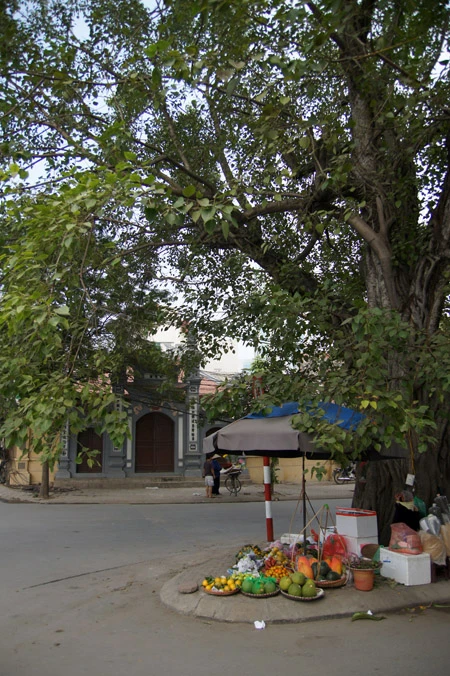 Ở Hà Nội, có rất nhiều cây bồ đề được mang đến từ đất Phật. Được biết đến nhiều nhất trong số đó là cây bồ đề phía sau chùa Một Cột Cây bồ đề được tách từ cội cây nơi Phật Thích Ca đắc đạo, do Tổng thống Rajendra Prasad tặng Chủ tịch Hồ Chí Minh nhân dịp Người sang thăm Ấn Độ năm 1958. Cây bồ đề đã được Người đem trồng trong sân chùa Một Cột và nay đã có vóc dáng rất cao lớn Một cây bồ đề khác cũng có nguồn gốc từ Ấn Độ là cây bồ đề trong sân chùa Trấn Quốc. Cây bồ đề này là quà của Tổng thống Ấn Độ Prasad tặng trong chuyến thăm Việt Nam năm 1959 Cây bồ đề này còn được gọi là “cây ngoại giao” vì đây là cây được Tổng thống Ấn Độ trồng để đáp lễ việc Bác Hồ đã trồng tặng Ấn Độ một cây đại (cũng là cây nhà Phật) trong chuyến thăm Ấn Độ trước đó. Hai bên tam quan của Văn Miếu - Quốc Tử Giám cũng có hai cây bồ đề cổ thụ. Không rõ cây được trồng từ bao giờ, nhưng dựa vào kích thước bộ rễ thì có lẽ cây đã có tuổi đời cả thế kỷ Một trong hai cây có bộ rễ rất lớn và dáng dấp kỳ lạ Chu vi của thân cây này khiến nhiều người ôm không xuể. Cây bồ đề phía trước đình An Thái - nơi thờ ông bà Võ Phục, một đôi vợ chồng già đã bỏ mình vì nước dưới triều Lý Nhân Tông cũng khá nổi tiếng Thời xưa, cây bồ đề này là điểm họp chợ truyền thống vào mỗi phiên chợ trâu bò cuối năm của chợ Bưởi. Ngày nay, cây bồ đề vẫn nằm bên cạnh chợ Bưởi Hà Nội còn có một cây bồ đề được cho là rất thiêng, nằm trên đường 19-12. Ngày toàn quốc kháng chiến, nơi đây trở thành khu mộ tập thể của các nạn nhân chết trong khu vực Hàng Bông - Cửa Nam. Từ đó đến nay, dưới cây bồ đề luôn có một bàn thờ nhỏ tưởng nhớ đến những nạn nhân của chiến tranh năm xưa Rất đáng buồn là cách đây ít ngày, cây bồ đề này đã bị một công ty xây dựng bứng bỏ. Trước sức ép của dư luận, công ty này đã phải trồng lại cây bồ đề ở vị trí cũ Tuy nhiên, với những tổn thương rất lớn (ngọn bị cưa cụt, trên thân có một vết cưa gần đứt ngang, rễ cây bị cắt trụi...), khả năng tồn tại của cây đang bị đe dọa