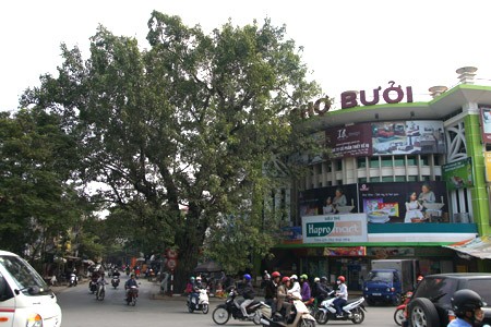 Ở Hà Nội, có rất nhiều cây bồ đề được mang đến từ đất Phật. Được biết đến nhiều nhất trong số đó là cây bồ đề phía sau chùa Một Cột Cây bồ đề được tách từ cội cây nơi Phật Thích Ca đắc đạo, do Tổng thống Rajendra Prasad tặng Chủ tịch Hồ Chí Minh nhân dịp Người sang thăm Ấn Độ năm 1958. Cây bồ đề đã được Người đem trồng trong sân chùa Một Cột và nay đã có vóc dáng rất cao lớn Một cây bồ đề khác cũng có nguồn gốc từ Ấn Độ là cây bồ đề trong sân chùa Trấn Quốc. Cây bồ đề này là quà của Tổng thống Ấn Độ Prasad tặng trong chuyến thăm Việt Nam năm 1959 Cây bồ đề này còn được gọi là “cây ngoại giao” vì đây là cây được Tổng thống Ấn Độ trồng để đáp lễ việc Bác Hồ đã trồng tặng Ấn Độ một cây đại (cũng là cây nhà Phật) trong chuyến thăm Ấn Độ trước đó. Hai bên tam quan của Văn Miếu - Quốc Tử Giám cũng có hai cây bồ đề cổ thụ. Không rõ cây được trồng từ bao giờ, nhưng dựa vào kích thước bộ rễ thì có lẽ cây đã có tuổi đời cả thế kỷ Một trong hai cây có bộ rễ rất lớn và dáng dấp kỳ lạ Chu vi của thân cây này khiến nhiều người ôm không xuể. Cây bồ đề phía trước đình An Thái - nơi thờ ông bà Võ Phục, một đôi vợ chồng già đã bỏ mình vì nước dưới triều Lý Nhân Tông cũng khá nổi tiếng Thời xưa, cây bồ đề này là điểm họp chợ truyền thống vào mỗi phiên chợ trâu bò cuối năm của chợ Bưởi. Ngày nay, cây bồ đề vẫn nằm bên cạnh chợ Bưởi Hà Nội còn có một cây bồ đề được cho là rất thiêng, nằm trên đường 19-12. Ngày toàn quốc kháng chiến, nơi đây trở thành khu mộ tập thể của các nạn nhân chết trong khu vực Hàng Bông - Cửa Nam. Từ đó đến nay, dưới cây bồ đề luôn có một bàn thờ nhỏ tưởng nhớ đến những nạn nhân của chiến tranh năm xưa Rất đáng buồn là cách đây ít ngày, cây bồ đề này đã bị một công ty xây dựng bứng bỏ. Trước sức ép của dư luận, công ty này đã phải trồng lại cây bồ đề ở vị trí cũ Tuy nhiên, với những tổn thương rất lớn (ngọn bị cưa cụt, trên thân có một vết cưa gần đứt ngang, rễ cây bị cắt trụi...), khả năng tồn tại của cây đang bị đe dọa Ở Hà Nội, có rất nhiều cây bồ đề được mang đến từ đất Phật. Được biết đến nhiều nhất trong số đó là cây bồ đề phía sau chùa Một Cột Cây bồ đề được tách từ cội cây nơi Phật Thích Ca đắc đạo, do Tổng thống Rajendra Prasad tặng Chủ tịch Hồ Chí Minh nhân dịp Người sang thăm Ấn Độ năm 1958. Cây bồ đề đã được Người đem trồng trong sân chùa Một Cột và nay đã có vóc dáng rất cao lớn Một cây bồ đề khác cũng có nguồn gốc từ Ấn Độ là cây bồ đề trong sân chùa Trấn Quốc. Cây bồ đề này là quà của Tổng thống Ấn Độ Prasad tặng trong chuyến thăm Việt Nam năm 1959 Cây bồ đề này còn được gọi là “cây ngoại giao” vì đây là cây được Tổng thống Ấn Độ trồng để đáp lễ việc Bác Hồ đã trồng tặng Ấn Độ một cây đại (cũng là cây nhà Phật) trong chuyến thăm Ấn Độ trước đó. Hai bên tam quan của Văn Miếu - Quốc Tử Giám cũng có hai cây bồ đề cổ thụ. Không rõ cây được trồng từ bao giờ, nhưng dựa vào kích thước bộ rễ thì có lẽ cây đã có tuổi đời cả thế kỷ Một trong hai cây có bộ rễ rất lớn và dáng dấp kỳ lạ Chu vi của thân cây này khiến nhiều người ôm không xuể. Cây bồ đề phía trước đình An Thái - nơi thờ ông bà Võ Phục, một đôi vợ chồng già đã bỏ mình vì nước dưới triều Lý Nhân Tông cũng khá nổi tiếng Thời xưa, cây bồ đề này là điểm họp chợ truyền thống vào mỗi phiên chợ trâu bò cuối năm của chợ Bưởi. Ngày nay, cây bồ đề vẫn nằm bên cạnh chợ Bưởi Hà Nội còn có một cây bồ đề được cho là rất thiêng, nằm trên đường 19-12. Ngày toàn quốc kháng chiến, nơi đây trở thành khu mộ tập thể của các nạn nhân chết trong khu vực Hàng Bông - Cửa Nam. Từ đó đến nay, dưới cây bồ đề luôn có một bàn thờ nhỏ tưởng nhớ đến những nạn nhân của chiến tranh năm xưa Rất đáng buồn là cách đây ít ngày, cây bồ đề này đã bị một công ty xây dựng bứng bỏ. Trước sức ép của dư luận, công ty này đã phải trồng lại cây bồ đề ở vị trí cũ Tuy nhiên, với những tổn thương rất lớn (ngọn bị cưa cụt, trên thân có một vết cưa gần đứt ngang, rễ cây bị cắt trụi...), khả năng tồn tại của cây đang bị đe dọa