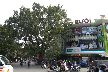 Ở Hà Nội, có rất nhiều cây bồ đề được mang đến từ đất Phật. Được biết đến nhiều nhất trong số đó là cây bồ đề phía sau chùa Một Cột Cây bồ đề được tách từ cội cây nơi Phật Thích Ca đắc đạo, do Tổng thống Rajendra Prasad tặng Chủ tịch Hồ Chí Minh nhân dịp Người sang thăm Ấn Độ năm 1958. Cây bồ đề đã được Người đem trồng trong sân chùa Một Cột và nay đã có vóc dáng rất cao lớn Một cây bồ đề khác cũng có nguồn gốc từ Ấn Độ là cây bồ đề trong sân chùa Trấn Quốc. Cây bồ đề này là quà của Tổng thống Ấn Độ Prasad tặng trong chuyến thăm Việt Nam năm 1959 Cây bồ đề này còn được gọi là “cây ngoại giao” vì đây là cây được Tổng thống Ấn Độ trồng để đáp lễ việc Bác Hồ đã trồng tặng Ấn Độ một cây đại (cũng là cây nhà Phật) trong chuyến thăm Ấn Độ trước đó. Hai bên tam quan của Văn Miếu - Quốc Tử Giám cũng có hai cây bồ đề cổ thụ. Không rõ cây được trồng từ bao giờ, nhưng dựa vào kích thước bộ rễ thì có lẽ cây đã có tuổi đời cả thế kỷ Một trong hai cây có bộ rễ rất lớn và dáng dấp kỳ lạ Chu vi của thân cây này khiến nhiều người ôm không xuể. Cây bồ đề phía trước đình An Thái - nơi thờ ông bà Võ Phục, một đôi vợ chồng già đã bỏ mình vì nước dưới triều Lý Nhân Tông cũng khá nổi tiếng Thời xưa, cây bồ đề này là điểm họp chợ truyền thống vào mỗi phiên chợ trâu bò cuối năm của chợ Bưởi. Ngày nay, cây bồ đề vẫn nằm bên cạnh chợ Bưởi Hà Nội còn có một cây bồ đề được cho là rất thiêng, nằm trên đường 19-12. Ngày toàn quốc kháng chiến, nơi đây trở thành khu mộ tập thể của các nạn nhân chết trong khu vực Hàng Bông - Cửa Nam. Từ đó đến nay, dưới cây bồ đề luôn có một bàn thờ nhỏ tưởng nhớ đến những nạn nhân của chiến tranh năm xưa Rất đáng buồn là cách đây ít ngày, cây bồ đề này đã bị một công ty xây dựng bứng bỏ. Trước sức ép của dư luận, công ty này đã phải trồng lại cây bồ đề ở vị trí cũ Tuy nhiên, với những tổn thương rất lớn (ngọn bị cưa cụt, trên thân có một vết cưa gần đứt ngang, rễ cây bị cắt trụi...), khả năng tồn tại của cây đang bị đe dọa