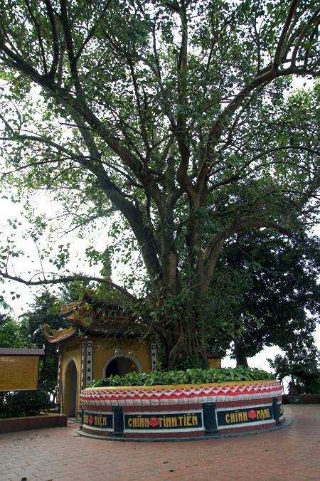 Ở Hà Nội, có rất nhiều cây bồ đề được mang đến từ đất Phật. Được biết đến nhiều nhất trong số đó là cây bồ đề phía sau chùa Một Cột Cây bồ đề được tách từ cội cây nơi Phật Thích Ca đắc đạo, do Tổng thống Rajendra Prasad tặng Chủ tịch Hồ Chí Minh nhân dịp Người sang thăm Ấn Độ năm 1958. Cây bồ đề đã được Người đem trồng trong sân chùa Một Cột và nay đã có vóc dáng rất cao lớn Một cây bồ đề khác cũng có nguồn gốc từ Ấn Độ là cây bồ đề trong sân chùa Trấn Quốc. Cây bồ đề này là quà của Tổng thống Ấn Độ Prasad tặng trong chuyến thăm Việt Nam năm 1959 Cây bồ đề này còn được gọi là “cây ngoại giao” vì đây là cây được Tổng thống Ấn Độ trồng để đáp lễ việc Bác Hồ đã trồng tặng Ấn Độ một cây đại (cũng là cây nhà Phật) trong chuyến thăm Ấn Độ trước đó. Hai bên tam quan của Văn Miếu - Quốc Tử Giám cũng có hai cây bồ đề cổ thụ. Không rõ cây được trồng từ bao giờ, nhưng dựa vào kích thước bộ rễ thì có lẽ cây đã có tuổi đời cả thế kỷ Một trong hai cây có bộ rễ rất lớn và dáng dấp kỳ lạ Chu vi của thân cây này khiến nhiều người ôm không xuể. Cây bồ đề phía trước đình An Thái - nơi thờ ông bà Võ Phục, một đôi vợ chồng già đã bỏ mình vì nước dưới triều Lý Nhân Tông cũng khá nổi tiếng Thời xưa, cây bồ đề này là điểm họp chợ truyền thống vào mỗi phiên chợ trâu bò cuối năm của chợ Bưởi. Ngày nay, cây bồ đề vẫn nằm bên cạnh chợ Bưởi Hà Nội còn có một cây bồ đề được cho là rất thiêng, nằm trên đường 19-12. Ngày toàn quốc kháng chiến, nơi đây trở thành khu mộ tập thể của các nạn nhân chết trong khu vực Hàng Bông - Cửa Nam. Từ đó đến nay, dưới cây bồ đề luôn có một bàn thờ nhỏ tưởng nhớ đến những nạn nhân của chiến tranh năm xưa Rất đáng buồn là cách đây ít ngày, cây bồ đề này đã bị một công ty xây dựng bứng bỏ. Trước sức ép của dư luận, công ty này đã phải trồng lại cây bồ đề ở vị trí cũ Tuy nhiên, với những tổn thương rất lớn (ngọn bị cưa cụt, trên thân có một vết cưa gần đứt ngang, rễ cây bị cắt trụi...), khả năng tồn tại của cây đang bị đe dọa Ở Hà Nội, có rất nhiều cây bồ đề được mang đến từ đất Phật. Được biết đến nhiều nhất trong số đó là cây bồ đề phía sau chùa Một Cột Cây bồ đề được tách từ cội cây nơi Phật Thích Ca đắc đạo, do Tổng thống Rajendra Prasad tặng Chủ tịch Hồ Chí Minh nhân dịp Người sang thăm Ấn Độ năm 1958. Cây bồ đề đã được Người đem trồng trong sân chùa Một Cột và nay đã có vóc dáng rất cao lớn Một cây bồ đề khác cũng có nguồn gốc từ Ấn Độ là cây bồ đề trong sân chùa Trấn Quốc. Cây bồ đề này là quà của Tổng thống Ấn Độ Prasad tặng trong chuyến thăm Việt Nam năm 1959 Cây bồ đề này còn được gọi là “cây ngoại giao” vì đây là cây được Tổng thống Ấn Độ trồng để đáp lễ việc Bác Hồ đã trồng tặng Ấn Độ một cây đại (cũng là cây nhà Phật) trong chuyến thăm Ấn Độ trước đó. Hai bên tam quan của Văn Miếu - Quốc Tử Giám cũng có hai cây bồ đề cổ thụ. Không rõ cây được trồng từ bao giờ, nhưng dựa vào kích thước bộ rễ thì có lẽ cây đã có tuổi đời cả thế kỷ Một trong hai cây có bộ rễ rất lớn và dáng dấp kỳ lạ Chu vi của thân cây này khiến nhiều người ôm không xuể. Cây bồ đề phía trước đình An Thái - nơi thờ ông bà Võ Phục, một đôi vợ chồng già đã bỏ mình vì nước dưới triều Lý Nhân Tông cũng khá nổi tiếng Thời xưa, cây bồ đề này là điểm họp chợ truyền thống vào mỗi phiên chợ trâu bò cuối năm của chợ Bưởi. Ngày nay, cây bồ đề vẫn nằm bên cạnh chợ Bưởi Hà Nội còn có một cây bồ đề được cho là rất thiêng, nằm trên đường 19-12. Ngày toàn quốc kháng chiến, nơi đây trở thành khu mộ tập thể của các nạn nhân chết trong khu vực Hàng Bông - Cửa Nam. Từ đó đến nay, dưới cây bồ đề luôn có một bàn thờ nhỏ tưởng nhớ đến những nạn nhân của chiến tranh năm xưa Rất đáng buồn là cách đây ít ngày, cây bồ đề này đã bị một công ty xây dựng bứng bỏ. Trước sức ép của dư luận, công ty này đã phải trồng lại cây bồ đề ở vị trí cũ Tuy nhiên, với những tổn thương rất lớn (ngọn bị cưa cụt, trên thân có một vết cưa gần đứt ngang, rễ cây bị cắt trụi...), khả năng tồn tại của cây đang bị đe dọa