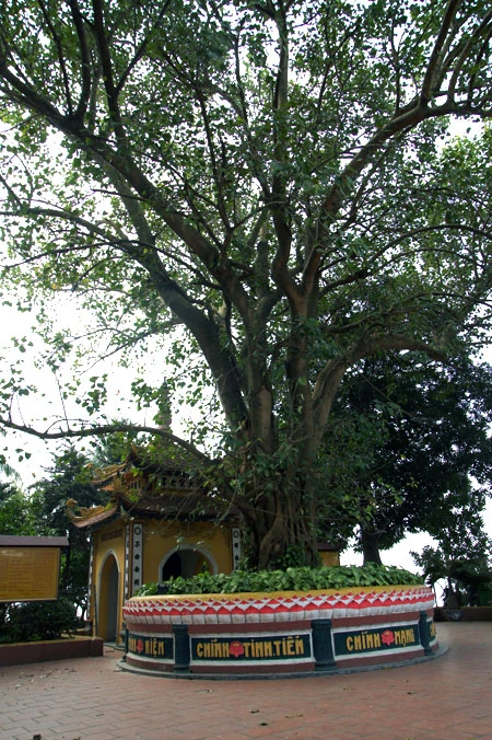 Ở Hà Nội, có rất nhiều cây bồ đề được mang đến từ đất Phật. Được biết đến nhiều nhất trong số đó là cây bồ đề phía sau chùa Một Cột Cây bồ đề được tách từ cội cây nơi Phật Thích Ca đắc đạo, do Tổng thống Rajendra Prasad tặng Chủ tịch Hồ Chí Minh nhân dịp Người sang thăm Ấn Độ năm 1958. Cây bồ đề đã được Người đem trồng trong sân chùa Một Cột và nay đã có vóc dáng rất cao lớn Một cây bồ đề khác cũng có nguồn gốc từ Ấn Độ là cây bồ đề trong sân chùa Trấn Quốc. Cây bồ đề này là quà của Tổng thống Ấn Độ Prasad tặng trong chuyến thăm Việt Nam năm 1959 Cây bồ đề này còn được gọi là “cây ngoại giao” vì đây là cây được Tổng thống Ấn Độ trồng để đáp lễ việc Bác Hồ đã trồng tặng Ấn Độ một cây đại (cũng là cây nhà Phật) trong chuyến thăm Ấn Độ trước đó. Hai bên tam quan của Văn Miếu - Quốc Tử Giám cũng có hai cây bồ đề cổ thụ. Không rõ cây được trồng từ bao giờ, nhưng dựa vào kích thước bộ rễ thì có lẽ cây đã có tuổi đời cả thế kỷ Một trong hai cây có bộ rễ rất lớn và dáng dấp kỳ lạ Chu vi của thân cây này khiến nhiều người ôm không xuể. Cây bồ đề phía trước đình An Thái - nơi thờ ông bà Võ Phục, một đôi vợ chồng già đã bỏ mình vì nước dưới triều Lý Nhân Tông cũng khá nổi tiếng Thời xưa, cây bồ đề này là điểm họp chợ truyền thống vào mỗi phiên chợ trâu bò cuối năm của chợ Bưởi. Ngày nay, cây bồ đề vẫn nằm bên cạnh chợ Bưởi Hà Nội còn có một cây bồ đề được cho là rất thiêng, nằm trên đường 19-12. Ngày toàn quốc kháng chiến, nơi đây trở thành khu mộ tập thể của các nạn nhân chết trong khu vực Hàng Bông - Cửa Nam. Từ đó đến nay, dưới cây bồ đề luôn có một bàn thờ nhỏ tưởng nhớ đến những nạn nhân của chiến tranh năm xưa Rất đáng buồn là cách đây ít ngày, cây bồ đề này đã bị một công ty xây dựng bứng bỏ. Trước sức ép của dư luận, công ty này đã phải trồng lại cây bồ đề ở vị trí cũ Tuy nhiên, với những tổn thương rất lớn (ngọn bị cưa cụt, trên thân có một vết cưa gần đứt ngang, rễ cây bị cắt trụi...), khả năng tồn tại của cây đang bị đe dọa