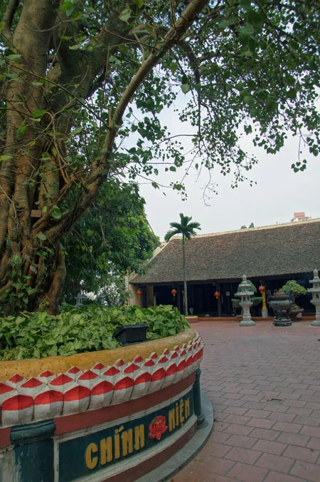 Ở Hà Nội, có rất nhiều cây bồ đề được mang đến từ đất Phật. Được biết đến nhiều nhất trong số đó là cây bồ đề phía sau chùa Một Cột Cây bồ đề được tách từ cội cây nơi Phật Thích Ca đắc đạo, do Tổng thống Rajendra Prasad tặng Chủ tịch Hồ Chí Minh nhân dịp Người sang thăm Ấn Độ năm 1958. Cây bồ đề đã được Người đem trồng trong sân chùa Một Cột và nay đã có vóc dáng rất cao lớn Một cây bồ đề khác cũng có nguồn gốc từ Ấn Độ là cây bồ đề trong sân chùa Trấn Quốc. Cây bồ đề này là quà của Tổng thống Ấn Độ Prasad tặng trong chuyến thăm Việt Nam năm 1959 Cây bồ đề này còn được gọi là “cây ngoại giao” vì đây là cây được Tổng thống Ấn Độ trồng để đáp lễ việc Bác Hồ đã trồng tặng Ấn Độ một cây đại (cũng là cây nhà Phật) trong chuyến thăm Ấn Độ trước đó. Hai bên tam quan của Văn Miếu - Quốc Tử Giám cũng có hai cây bồ đề cổ thụ. Không rõ cây được trồng từ bao giờ, nhưng dựa vào kích thước bộ rễ thì có lẽ cây đã có tuổi đời cả thế kỷ Một trong hai cây có bộ rễ rất lớn và dáng dấp kỳ lạ Chu vi của thân cây này khiến nhiều người ôm không xuể. Cây bồ đề phía trước đình An Thái - nơi thờ ông bà Võ Phục, một đôi vợ chồng già đã bỏ mình vì nước dưới triều Lý Nhân Tông cũng khá nổi tiếng Thời xưa, cây bồ đề này là điểm họp chợ truyền thống vào mỗi phiên chợ trâu bò cuối năm của chợ Bưởi. Ngày nay, cây bồ đề vẫn nằm bên cạnh chợ Bưởi Hà Nội còn có một cây bồ đề được cho là rất thiêng, nằm trên đường 19-12. Ngày toàn quốc kháng chiến, nơi đây trở thành khu mộ tập thể của các nạn nhân chết trong khu vực Hàng Bông - Cửa Nam. Từ đó đến nay, dưới cây bồ đề luôn có một bàn thờ nhỏ tưởng nhớ đến những nạn nhân của chiến tranh năm xưa Rất đáng buồn là cách đây ít ngày, cây bồ đề này đã bị một công ty xây dựng bứng bỏ. Trước sức ép của dư luận, công ty này đã phải trồng lại cây bồ đề ở vị trí cũ Tuy nhiên, với những tổn thương rất lớn (ngọn bị cưa cụt, trên thân có một vết cưa gần đứt ngang, rễ cây bị cắt trụi...), khả năng tồn tại của cây đang bị đe dọa