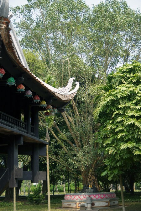 Ở Hà Nội, có rất nhiều cây bồ đề được mang đến từ đất Phật. Được biết đến nhiều nhất trong số đó là cây bồ đề phía sau chùa Một Cột Cây bồ đề được tách từ cội cây nơi Phật Thích Ca đắc đạo, do Tổng thống Rajendra Prasad tặng Chủ tịch Hồ Chí Minh nhân dịp Người sang thăm Ấn Độ năm 1958. Cây bồ đề đã được Người đem trồng trong sân chùa Một Cột và nay đã có vóc dáng rất cao lớn Một cây bồ đề khác cũng có nguồn gốc từ Ấn Độ là cây bồ đề trong sân chùa Trấn Quốc. Cây bồ đề này là quà của Tổng thống Ấn Độ Prasad tặng trong chuyến thăm Việt Nam năm 1959 Cây bồ đề này còn được gọi là “cây ngoại giao” vì đây là cây được Tổng thống Ấn Độ trồng để đáp lễ việc Bác Hồ đã trồng tặng Ấn Độ một cây đại (cũng là cây nhà Phật) trong chuyến thăm Ấn Độ trước đó. Hai bên tam quan của Văn Miếu - Quốc Tử Giám cũng có hai cây bồ đề cổ thụ. Không rõ cây được trồng từ bao giờ, nhưng dựa vào kích thước bộ rễ thì có lẽ cây đã có tuổi đời cả thế kỷ Một trong hai cây có bộ rễ rất lớn và dáng dấp kỳ lạ Chu vi của thân cây này khiến nhiều người ôm không xuể. Cây bồ đề phía trước đình An Thái - nơi thờ ông bà Võ Phục, một đôi vợ chồng già đã bỏ mình vì nước dưới triều Lý Nhân Tông cũng khá nổi tiếng Thời xưa, cây bồ đề này là điểm họp chợ truyền thống vào mỗi phiên chợ trâu bò cuối năm của chợ Bưởi. Ngày nay, cây bồ đề vẫn nằm bên cạnh chợ Bưởi Hà Nội còn có một cây bồ đề được cho là rất thiêng, nằm trên đường 19-12. Ngày toàn quốc kháng chiến, nơi đây trở thành khu mộ tập thể của các nạn nhân chết trong khu vực Hàng Bông - Cửa Nam. Từ đó đến nay, dưới cây bồ đề luôn có một bàn thờ nhỏ tưởng nhớ đến những nạn nhân của chiến tranh năm xưa Rất đáng buồn là cách đây ít ngày, cây bồ đề này đã bị một công ty xây dựng bứng bỏ. Trước sức ép của dư luận, công ty này đã phải trồng lại cây bồ đề ở vị trí cũ Tuy nhiên, với những tổn thương rất lớn (ngọn bị cưa cụt, trên thân có một vết cưa gần đứt ngang, rễ cây bị cắt trụi...), khả năng tồn tại của cây đang bị đe dọa Ở Hà Nội, có rất nhiều cây bồ đề được mang đến từ đất Phật. Được biết đến nhiều nhất trong số đó là cây bồ đề phía sau chùa Một Cột Cây bồ đề được tách từ cội cây nơi Phật Thích Ca đắc đạo, do Tổng thống Rajendra Prasad tặng Chủ tịch Hồ Chí Minh nhân dịp Người sang thăm Ấn Độ năm 1958. Cây bồ đề đã được Người đem trồng trong sân chùa Một Cột và nay đã có vóc dáng rất cao lớn Một cây bồ đề khác cũng có nguồn gốc từ Ấn Độ là cây bồ đề trong sân chùa Trấn Quốc. Cây bồ đề này là quà của Tổng thống Ấn Độ Prasad tặng trong chuyến thăm Việt Nam năm 1959 Cây bồ đề này còn được gọi là “cây ngoại giao” vì đây là cây được Tổng thống Ấn Độ trồng để đáp lễ việc Bác Hồ đã trồng tặng Ấn Độ một cây đại (cũng là cây nhà Phật) trong chuyến thăm Ấn Độ trước đó. Hai bên tam quan của Văn Miếu - Quốc Tử Giám cũng có hai cây bồ đề cổ thụ. Không rõ cây được trồng từ bao giờ, nhưng dựa vào kích thước bộ rễ thì có lẽ cây đã có tuổi đời cả thế kỷ Một trong hai cây có bộ rễ rất lớn và dáng dấp kỳ lạ Chu vi của thân cây này khiến nhiều người ôm không xuể. Cây bồ đề phía trước đình An Thái - nơi thờ ông bà Võ Phục, một đôi vợ chồng già đã bỏ mình vì nước dưới triều Lý Nhân Tông cũng khá nổi tiếng Thời xưa, cây bồ đề này là điểm họp chợ truyền thống vào mỗi phiên chợ trâu bò cuối năm của chợ Bưởi. Ngày nay, cây bồ đề vẫn nằm bên cạnh chợ Bưởi Hà Nội còn có một cây bồ đề được cho là rất thiêng, nằm trên đường 19-12. Ngày toàn quốc kháng chiến, nơi đây trở thành khu mộ tập thể của các nạn nhân chết trong khu vực Hàng Bông - Cửa Nam. Từ đó đến nay, dưới cây bồ đề luôn có một bàn thờ nhỏ tưởng nhớ đến những nạn nhân của chiến tranh năm xưa Rất đáng buồn là cách đây ít ngày, cây bồ đề này đã bị một công ty xây dựng bứng bỏ. Trước sức ép của dư luận, công ty này đã phải trồng lại cây bồ đề ở vị trí cũ Tuy nhiên, với những tổn thương rất lớn (ngọn bị cưa cụt, trên thân có một vết cưa gần đứt ngang, rễ cây bị cắt trụi...), khả năng tồn tại của cây đang bị đe dọa