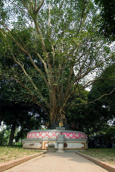 Ở Hà Nội, có rất nhiều cây bồ đề được mang đến từ đất Phật. Được biết đến nhiều nhất trong số đó là cây bồ đề phía sau chùa Một Cột Cây bồ đề được tách từ cội cây nơi Phật Thích Ca đắc đạo, do Tổng thống Rajendra Prasad tặng Chủ tịch Hồ Chí Minh nhân dịp Người sang thăm Ấn Độ năm 1958. Cây bồ đề đã được Người đem trồng trong sân chùa Một Cột và nay đã có vóc dáng rất cao lớn Một cây bồ đề khác cũng có nguồn gốc từ Ấn Độ là cây bồ đề trong sân chùa Trấn Quốc. Cây bồ đề này là quà của Tổng thống Ấn Độ Prasad tặng trong chuyến thăm Việt Nam năm 1959 Cây bồ đề này còn được gọi là “cây ngoại giao” vì đây là cây được Tổng thống Ấn Độ trồng để đáp lễ việc Bác Hồ đã trồng tặng Ấn Độ một cây đại (cũng là cây nhà Phật) trong chuyến thăm Ấn Độ trước đó. Hai bên tam quan của Văn Miếu - Quốc Tử Giám cũng có hai cây bồ đề cổ thụ. Không rõ cây được trồng từ bao giờ, nhưng dựa vào kích thước bộ rễ thì có lẽ cây đã có tuổi đời cả thế kỷ Một trong hai cây có bộ rễ rất lớn và dáng dấp kỳ lạ Chu vi của thân cây này khiến nhiều người ôm không xuể. Cây bồ đề phía trước đình An Thái - nơi thờ ông bà Võ Phục, một đôi vợ chồng già đã bỏ mình vì nước dưới triều Lý Nhân Tông cũng khá nổi tiếng Thời xưa, cây bồ đề này là điểm họp chợ truyền thống vào mỗi phiên chợ trâu bò cuối năm của chợ Bưởi. Ngày nay, cây bồ đề vẫn nằm bên cạnh chợ Bưởi Hà Nội còn có một cây bồ đề được cho là rất thiêng, nằm trên đường 19-12. Ngày toàn quốc kháng chiến, nơi đây trở thành khu mộ tập thể của các nạn nhân chết trong khu vực Hàng Bông - Cửa Nam. Từ đó đến nay, dưới cây bồ đề luôn có một bàn thờ nhỏ tưởng nhớ đến những nạn nhân của chiến tranh năm xưa Rất đáng buồn là cách đây ít ngày, cây bồ đề này đã bị một công ty xây dựng bứng bỏ. Trước sức ép của dư luận, công ty này đã phải trồng lại cây bồ đề ở vị trí cũ Tuy nhiên, với những tổn thương rất lớn (ngọn bị cưa cụt, trên thân có một vết cưa gần đứt ngang, rễ cây bị cắt trụi...), khả năng tồn tại của cây đang bị đe dọa Ở Hà Nội, có rất nhiều cây bồ đề được mang đến từ đất Phật. Được biết đến nhiều nhất trong số đó là cây bồ đề phía sau chùa Một Cột Cây bồ đề được tách từ cội cây nơi Phật Thích Ca đắc đạo, do Tổng thống Rajendra Prasad tặng Chủ tịch Hồ Chí Minh nhân dịp Người sang thăm Ấn Độ năm 1958. Cây bồ đề đã được Người đem trồng trong sân chùa Một Cột và nay đã có vóc dáng rất cao lớn Một cây bồ đề khác cũng có nguồn gốc từ Ấn Độ là cây bồ đề trong sân chùa Trấn Quốc. Cây bồ đề này là quà của Tổng thống Ấn Độ Prasad tặng trong chuyến thăm Việt Nam năm 1959 Cây bồ đề này còn được gọi là “cây ngoại giao” vì đây là cây được Tổng thống Ấn Độ trồng để đáp lễ việc Bác Hồ đã trồng tặng Ấn Độ một cây đại (cũng là cây nhà Phật) trong chuyến thăm Ấn Độ trước đó. Hai bên tam quan của Văn Miếu - Quốc Tử Giám cũng có hai cây bồ đề cổ thụ. Không rõ cây được trồng từ bao giờ, nhưng dựa vào kích thước bộ rễ thì có lẽ cây đã có tuổi đời cả thế kỷ Một trong hai cây có bộ rễ rất lớn và dáng dấp kỳ lạ Chu vi của thân cây này khiến nhiều người ôm không xuể. Cây bồ đề phía trước đình An Thái - nơi thờ ông bà Võ Phục, một đôi vợ chồng già đã bỏ mình vì nước dưới triều Lý Nhân Tông cũng khá nổi tiếng Thời xưa, cây bồ đề này là điểm họp chợ truyền thống vào mỗi phiên chợ trâu bò cuối năm của chợ Bưởi. Ngày nay, cây bồ đề vẫn nằm bên cạnh chợ Bưởi Hà Nội còn có một cây bồ đề được cho là rất thiêng, nằm trên đường 19-12. Ngày toàn quốc kháng chiến, nơi đây trở thành khu mộ tập thể của các nạn nhân chết trong khu vực Hàng Bông - Cửa Nam. Từ đó đến nay, dưới cây bồ đề luôn có một bàn thờ nhỏ tưởng nhớ đến những nạn nhân của chiến tranh năm xưa Rất đáng buồn là cách đây ít ngày, cây bồ đề này đã bị một công ty xây dựng bứng bỏ. Trước sức ép của dư luận, công ty này đã phải trồng lại cây bồ đề ở vị trí cũ Tuy nhiên, với những tổn thương rất lớn (ngọn bị cưa cụt, trên thân có một vết cưa gần đứt ngang, rễ cây bị cắt trụi...), khả năng tồn tại của cây đang bị đe dọa