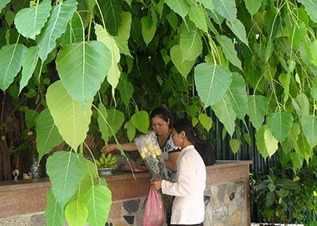 Ở Hà Nội, có rất nhiều cây bồ đề được mang đến từ đất Phật. Được biết đến nhiều nhất trong số đó là cây bồ đề phía sau chùa Một Cột Cây bồ đề được tách từ cội cây nơi Phật Thích Ca đắc đạo, do Tổng thống Rajendra Prasad tặng Chủ tịch Hồ Chí Minh nhân dịp Người sang thăm Ấn Độ năm 1958. Cây bồ đề đã được Người đem trồng trong sân chùa Một Cột và nay đã có vóc dáng rất cao lớn Một cây bồ đề khác cũng có nguồn gốc từ Ấn Độ là cây bồ đề trong sân chùa Trấn Quốc. Cây bồ đề này là quà của Tổng thống Ấn Độ Prasad tặng trong chuyến thăm Việt Nam năm 1959 Cây bồ đề này còn được gọi là “cây ngoại giao” vì đây là cây được Tổng thống Ấn Độ trồng để đáp lễ việc Bác Hồ đã trồng tặng Ấn Độ một cây đại (cũng là cây nhà Phật) trong chuyến thăm Ấn Độ trước đó. Hai bên tam quan của Văn Miếu - Quốc Tử Giám cũng có hai cây bồ đề cổ thụ. Không rõ cây được trồng từ bao giờ, nhưng dựa vào kích thước bộ rễ thì có lẽ cây đã có tuổi đời cả thế kỷ Một trong hai cây có bộ rễ rất lớn và dáng dấp kỳ lạ Chu vi của thân cây này khiến nhiều người ôm không xuể. Cây bồ đề phía trước đình An Thái - nơi thờ ông bà Võ Phục, một đôi vợ chồng già đã bỏ mình vì nước dưới triều Lý Nhân Tông cũng khá nổi tiếng Thời xưa, cây bồ đề này là điểm họp chợ truyền thống vào mỗi phiên chợ trâu bò cuối năm của chợ Bưởi. Ngày nay, cây bồ đề vẫn nằm bên cạnh chợ Bưởi Hà Nội còn có một cây bồ đề được cho là rất thiêng, nằm trên đường 19-12. Ngày toàn quốc kháng chiến, nơi đây trở thành khu mộ tập thể của các nạn nhân chết trong khu vực Hàng Bông - Cửa Nam. Từ đó đến nay, dưới cây bồ đề luôn có một bàn thờ nhỏ tưởng nhớ đến những nạn nhân của chiến tranh năm xưa Rất đáng buồn là cách đây ít ngày, cây bồ đề này đã bị một công ty xây dựng bứng bỏ. Trước sức ép của dư luận, công ty này đã phải trồng lại cây bồ đề ở vị trí cũ Tuy nhiên, với những tổn thương rất lớn (ngọn bị cưa cụt, trên thân có một vết cưa gần đứt ngang, rễ cây bị cắt trụi...), khả năng tồn tại của cây đang bị đe dọa Ở Hà Nội, có rất nhiều cây bồ đề được mang đến từ đất Phật. Được biết đến nhiều nhất trong số đó là cây bồ đề phía sau chùa Một Cột Cây bồ đề được tách từ cội cây nơi Phật Thích Ca đắc đạo, do Tổng thống Rajendra Prasad tặng Chủ tịch Hồ Chí Minh nhân dịp Người sang thăm Ấn Độ năm 1958. Cây bồ đề đã được Người đem trồng trong sân chùa Một Cột và nay đã có vóc dáng rất cao lớn Một cây bồ đề khác cũng có nguồn gốc từ Ấn Độ là cây bồ đề trong sân chùa Trấn Quốc. Cây bồ đề này là quà của Tổng thống Ấn Độ Prasad tặng trong chuyến thăm Việt Nam năm 1959 Cây bồ đề này còn được gọi là “cây ngoại giao” vì đây là cây được Tổng thống Ấn Độ trồng để đáp lễ việc Bác Hồ đã trồng tặng Ấn Độ một cây đại (cũng là cây nhà Phật) trong chuyến thăm Ấn Độ trước đó. Hai bên tam quan của Văn Miếu - Quốc Tử Giám cũng có hai cây bồ đề cổ thụ. Không rõ cây được trồng từ bao giờ, nhưng dựa vào kích thước bộ rễ thì có lẽ cây đã có tuổi đời cả thế kỷ Một trong hai cây có bộ rễ rất lớn và dáng dấp kỳ lạ Chu vi của thân cây này khiến nhiều người ôm không xuể. Cây bồ đề phía trước đình An Thái - nơi thờ ông bà Võ Phục, một đôi vợ chồng già đã bỏ mình vì nước dưới triều Lý Nhân Tông cũng khá nổi tiếng Thời xưa, cây bồ đề này là điểm họp chợ truyền thống vào mỗi phiên chợ trâu bò cuối năm của chợ Bưởi. Ngày nay, cây bồ đề vẫn nằm bên cạnh chợ Bưởi Hà Nội còn có một cây bồ đề được cho là rất thiêng, nằm trên đường 19-12. Ngày toàn quốc kháng chiến, nơi đây trở thành khu mộ tập thể của các nạn nhân chết trong khu vực Hàng Bông - Cửa Nam. Từ đó đến nay, dưới cây bồ đề luôn có một bàn thờ nhỏ tưởng nhớ đến những nạn nhân của chiến tranh năm xưa Rất đáng buồn là cách đây ít ngày, cây bồ đề này đã bị một công ty xây dựng bứng bỏ. Trước sức ép của dư luận, công ty này đã phải trồng lại cây bồ đề ở vị trí cũ Tuy nhiên, với những tổn thương rất lớn (ngọn bị cưa cụt, trên thân có một vết cưa gần đứt ngang, rễ cây bị cắt trụi...), khả năng tồn tại của cây đang bị đe dọa