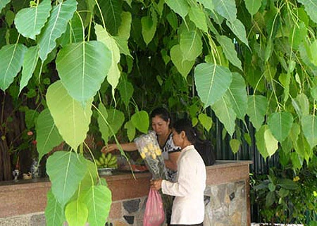 Ở Hà Nội, có rất nhiều cây bồ đề được mang đến từ đất Phật. Được biết đến nhiều nhất trong số đó là cây bồ đề phía sau chùa Một Cột Cây bồ đề được tách từ cội cây nơi Phật Thích Ca đắc đạo, do Tổng thống Rajendra Prasad tặng Chủ tịch Hồ Chí Minh nhân dịp Người sang thăm Ấn Độ năm 1958. Cây bồ đề đã được Người đem trồng trong sân chùa Một Cột và nay đã có vóc dáng rất cao lớn Một cây bồ đề khác cũng có nguồn gốc từ Ấn Độ là cây bồ đề trong sân chùa Trấn Quốc. Cây bồ đề này là quà của Tổng thống Ấn Độ Prasad tặng trong chuyến thăm Việt Nam năm 1959 Cây bồ đề này còn được gọi là “cây ngoại giao” vì đây là cây được Tổng thống Ấn Độ trồng để đáp lễ việc Bác Hồ đã trồng tặng Ấn Độ một cây đại (cũng là cây nhà Phật) trong chuyến thăm Ấn Độ trước đó. Hai bên tam quan của Văn Miếu - Quốc Tử Giám cũng có hai cây bồ đề cổ thụ. Không rõ cây được trồng từ bao giờ, nhưng dựa vào kích thước bộ rễ thì có lẽ cây đã có tuổi đời cả thế kỷ Một trong hai cây có bộ rễ rất lớn và dáng dấp kỳ lạ Chu vi của thân cây này khiến nhiều người ôm không xuể. Cây bồ đề phía trước đình An Thái - nơi thờ ông bà Võ Phục, một đôi vợ chồng già đã bỏ mình vì nước dưới triều Lý Nhân Tông cũng khá nổi tiếng Thời xưa, cây bồ đề này là điểm họp chợ truyền thống vào mỗi phiên chợ trâu bò cuối năm của chợ Bưởi. Ngày nay, cây bồ đề vẫn nằm bên cạnh chợ Bưởi Hà Nội còn có một cây bồ đề được cho là rất thiêng, nằm trên đường 19-12. Ngày toàn quốc kháng chiến, nơi đây trở thành khu mộ tập thể của các nạn nhân chết trong khu vực Hàng Bông - Cửa Nam. Từ đó đến nay, dưới cây bồ đề luôn có một bàn thờ nhỏ tưởng nhớ đến những nạn nhân của chiến tranh năm xưa Rất đáng buồn là cách đây ít ngày, cây bồ đề này đã bị một công ty xây dựng bứng bỏ. Trước sức ép của dư luận, công ty này đã phải trồng lại cây bồ đề ở vị trí cũ Tuy nhiên, với những tổn thương rất lớn (ngọn bị cưa cụt, trên thân có một vết cưa gần đứt ngang, rễ cây bị cắt trụi...), khả năng tồn tại của cây đang bị đe dọa