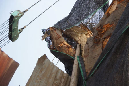 Ở Hà Nội, có rất nhiều cây bồ đề được mang đến từ đất Phật. Được biết đến nhiều nhất trong số đó là cây bồ đề phía sau chùa Một Cột Cây bồ đề được tách từ cội cây nơi Phật Thích Ca đắc đạo, do Tổng thống Rajendra Prasad tặng Chủ tịch Hồ Chí Minh nhân dịp Người sang thăm Ấn Độ năm 1958. Cây bồ đề đã được Người đem trồng trong sân chùa Một Cột và nay đã có vóc dáng rất cao lớn Một cây bồ đề khác cũng có nguồn gốc từ Ấn Độ là cây bồ đề trong sân chùa Trấn Quốc. Cây bồ đề này là quà của Tổng thống Ấn Độ Prasad tặng trong chuyến thăm Việt Nam năm 1959 Cây bồ đề này còn được gọi là “cây ngoại giao” vì đây là cây được Tổng thống Ấn Độ trồng để đáp lễ việc Bác Hồ đã trồng tặng Ấn Độ một cây đại (cũng là cây nhà Phật) trong chuyến thăm Ấn Độ trước đó. Hai bên tam quan của Văn Miếu - Quốc Tử Giám cũng có hai cây bồ đề cổ thụ. Không rõ cây được trồng từ bao giờ, nhưng dựa vào kích thước bộ rễ thì có lẽ cây đã có tuổi đời cả thế kỷ Một trong hai cây có bộ rễ rất lớn và dáng dấp kỳ lạ Chu vi của thân cây này khiến nhiều người ôm không xuể. Cây bồ đề phía trước đình An Thái - nơi thờ ông bà Võ Phục, một đôi vợ chồng già đã bỏ mình vì nước dưới triều Lý Nhân Tông cũng khá nổi tiếng Thời xưa, cây bồ đề này là điểm họp chợ truyền thống vào mỗi phiên chợ trâu bò cuối năm của chợ Bưởi. Ngày nay, cây bồ đề vẫn nằm bên cạnh chợ Bưởi Hà Nội còn có một cây bồ đề được cho là rất thiêng, nằm trên đường 19-12. Ngày toàn quốc kháng chiến, nơi đây trở thành khu mộ tập thể của các nạn nhân chết trong khu vực Hàng Bông - Cửa Nam. Từ đó đến nay, dưới cây bồ đề luôn có một bàn thờ nhỏ tưởng nhớ đến những nạn nhân của chiến tranh năm xưa Rất đáng buồn là cách đây ít ngày, cây bồ đề này đã bị một công ty xây dựng bứng bỏ. Trước sức ép của dư luận, công ty này đã phải trồng lại cây bồ đề ở vị trí cũ Tuy nhiên, với những tổn thương rất lớn (ngọn bị cưa cụt, trên thân có một vết cưa gần đứt ngang, rễ cây bị cắt trụi...), khả năng tồn tại của cây đang bị đe dọa