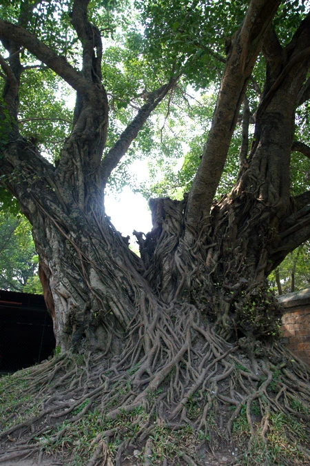 Ở Hà Nội, có rất nhiều cây bồ đề được mang đến từ đất Phật. Được biết đến nhiều nhất trong số đó là cây bồ đề phía sau chùa Một Cột Cây bồ đề được tách từ cội cây nơi Phật Thích Ca đắc đạo, do Tổng thống Rajendra Prasad tặng Chủ tịch Hồ Chí Minh nhân dịp Người sang thăm Ấn Độ năm 1958. Cây bồ đề đã được Người đem trồng trong sân chùa Một Cột và nay đã có vóc dáng rất cao lớn Một cây bồ đề khác cũng có nguồn gốc từ Ấn Độ là cây bồ đề trong sân chùa Trấn Quốc. Cây bồ đề này là quà của Tổng thống Ấn Độ Prasad tặng trong chuyến thăm Việt Nam năm 1959 Cây bồ đề này còn được gọi là “cây ngoại giao” vì đây là cây được Tổng thống Ấn Độ trồng để đáp lễ việc Bác Hồ đã trồng tặng Ấn Độ một cây đại (cũng là cây nhà Phật) trong chuyến thăm Ấn Độ trước đó. Hai bên tam quan của Văn Miếu - Quốc Tử Giám cũng có hai cây bồ đề cổ thụ. Không rõ cây được trồng từ bao giờ, nhưng dựa vào kích thước bộ rễ thì có lẽ cây đã có tuổi đời cả thế kỷ Một trong hai cây có bộ rễ rất lớn và dáng dấp kỳ lạ Chu vi của thân cây này khiến nhiều người ôm không xuể. Cây bồ đề phía trước đình An Thái - nơi thờ ông bà Võ Phục, một đôi vợ chồng già đã bỏ mình vì nước dưới triều Lý Nhân Tông cũng khá nổi tiếng Thời xưa, cây bồ đề này là điểm họp chợ truyền thống vào mỗi phiên chợ trâu bò cuối năm của chợ Bưởi. Ngày nay, cây bồ đề vẫn nằm bên cạnh chợ Bưởi Hà Nội còn có một cây bồ đề được cho là rất thiêng, nằm trên đường 19-12. Ngày toàn quốc kháng chiến, nơi đây trở thành khu mộ tập thể của các nạn nhân chết trong khu vực Hàng Bông - Cửa Nam. Từ đó đến nay, dưới cây bồ đề luôn có một bàn thờ nhỏ tưởng nhớ đến những nạn nhân của chiến tranh năm xưa Rất đáng buồn là cách đây ít ngày, cây bồ đề này đã bị một công ty xây dựng bứng bỏ. Trước sức ép của dư luận, công ty này đã phải trồng lại cây bồ đề ở vị trí cũ Tuy nhiên, với những tổn thương rất lớn (ngọn bị cưa cụt, trên thân có một vết cưa gần đứt ngang, rễ cây bị cắt trụi...), khả năng tồn tại của cây đang bị đe dọa