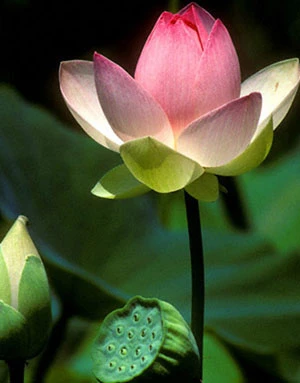 Dịch chiết từ lá sen có tác dụng làm giảm hấp thu, tăng chuyển hóa lipit tức điều hòa sự tiêu thụ năng lượng. 