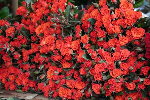 Dịu dàng hoa Hà Nội