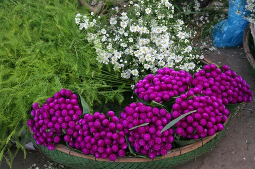 Dịu dàng hoa Hà Nội