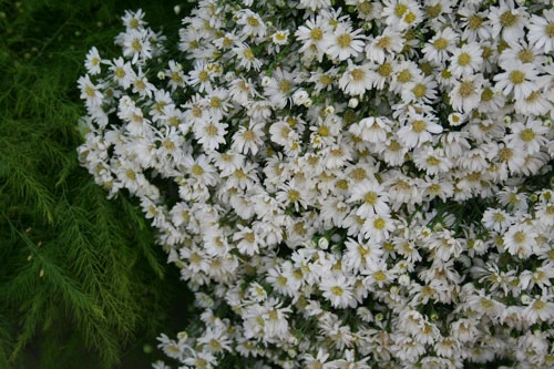 Dịu dàng hoa Hà Nội