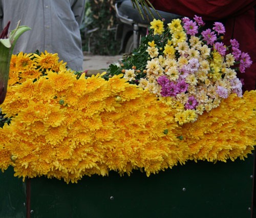 Dịu dàng hoa Hà Nội