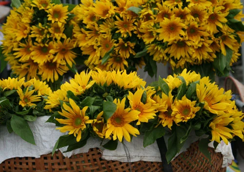 Dịu dàng hoa Hà Nội